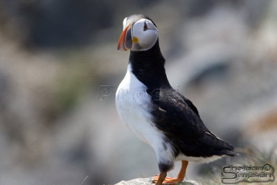 39783_nfld_1d.jpg
