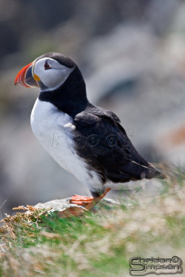 39786_nfld_1d.jpg