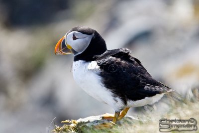 39790_nfld_1d.jpg