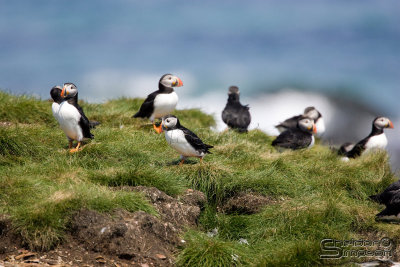 39792_nfld_1d.jpg