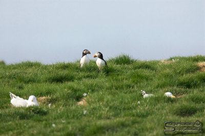 39829_nfld_1d.jpg