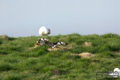 39832_nfld_1d.jpg