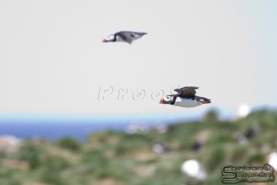 39890_nfld_1d.jpg