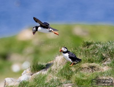 39922_nfld_1d.jpg