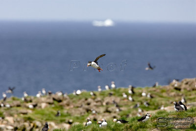 39947_nfld_1d.jpg
