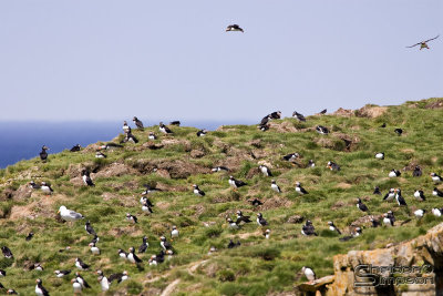 39994_nfld_1d.jpg