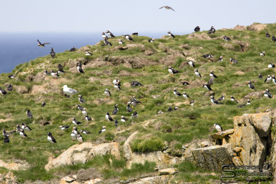 39996_nfld_1d.jpg