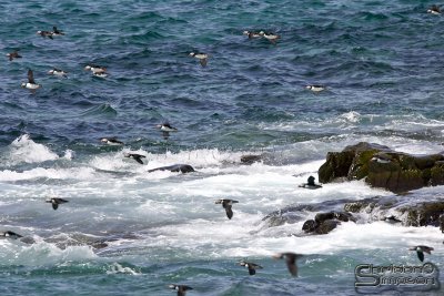 40029_nfld_1d.jpg