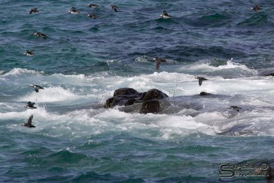 40035_nfld_1d.jpg