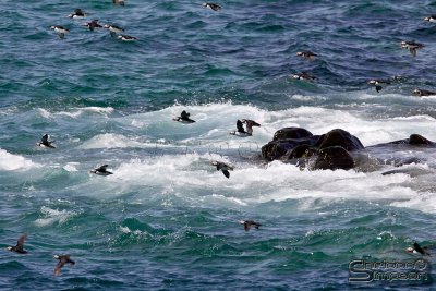 40039_nfld_1d.jpg
