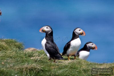 40061_nfld_1d.jpg
