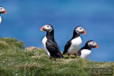40062_nfld_1d.jpg