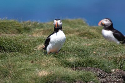 40091_nfld_1d.jpg