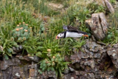 41460_nfld_1d.jpg