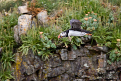 41461_nfld_1d.jpg