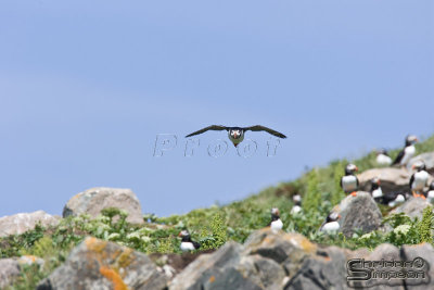 41518_nfld_1d.jpg
