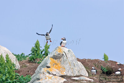 41538_nfld_1d.jpg