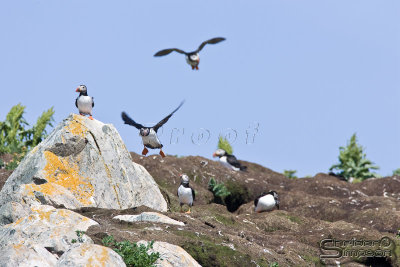 41546_nfld_1d.jpg