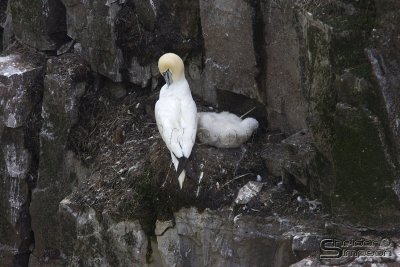 41614_nfld_1d.jpg