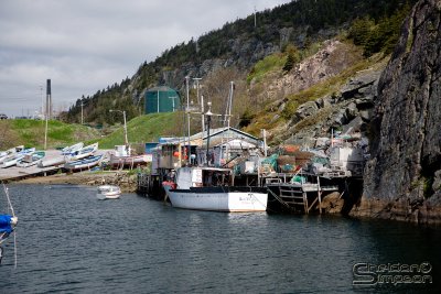03136_nfld_ds.jpg
