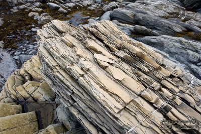 04272_nfld_ds.jpg