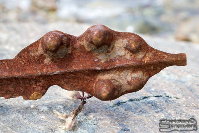 04304_nfld_ds.jpg