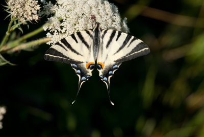 Schmetterlinge