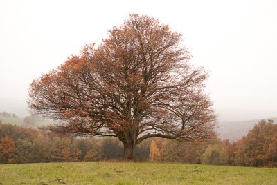 Baum im Herbstnebel