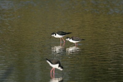 manip_IMG_0403.JPG