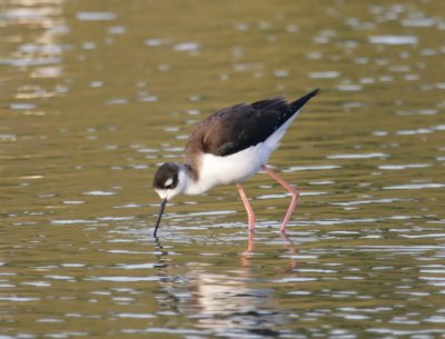 Black-neck Stilt (黑颈长腿鹬)