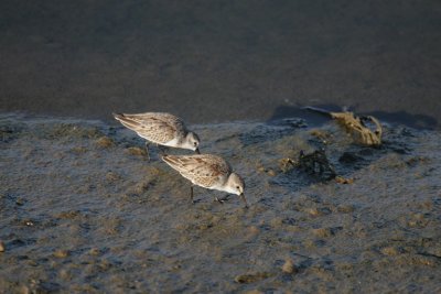manip_IMG_6765.JPG