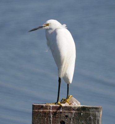 Snowy Egret (小白鹭)