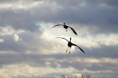 manip_IMG_2188.JPG