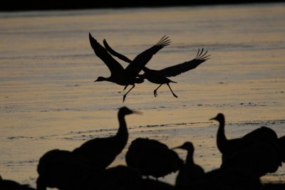 manip_IMG_2467.JPG