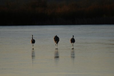 manip_IMG_3878.JPG