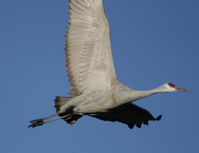 manip_IMG_4042-2.JPG
