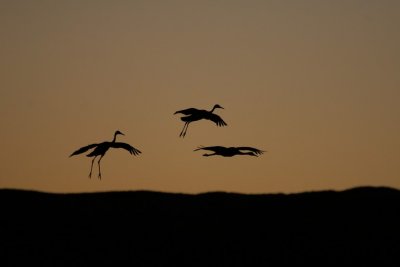 manip_IMG_5066.JPG