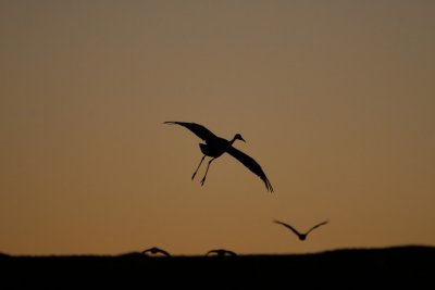 manip_IMG_5110.JPG