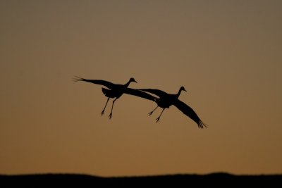 manip_IMG_5127.JPG