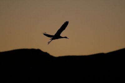 manip_IMG_5142.JPG
