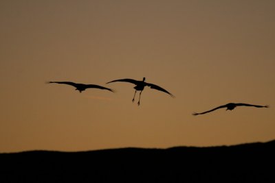 manip_IMG_5209.JPG