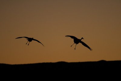 manip_IMG_5250.JPG