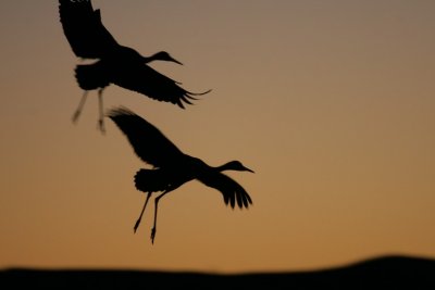 Sandhill Cranes (沙丘鹤)
