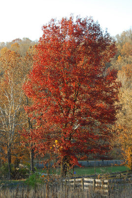 Majestic Oak