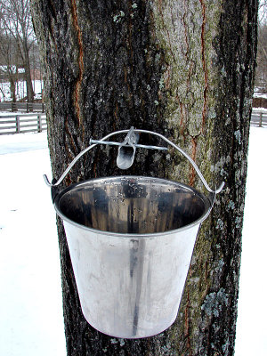 Tapping the Sap