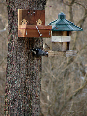 The Nuthatch THINKING about using the new feeder