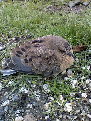 Baby Mourning Dove