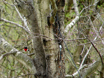 Rose-breasted Grosbeak