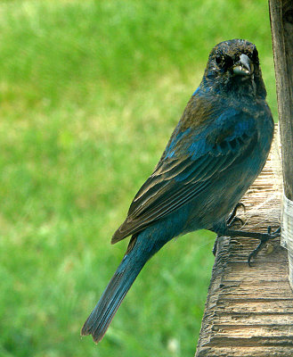 Young Indigo Bunting