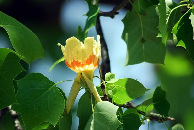 Tulip Tree Flower
